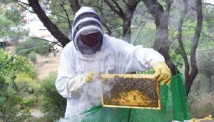 Beekeeping In Athens