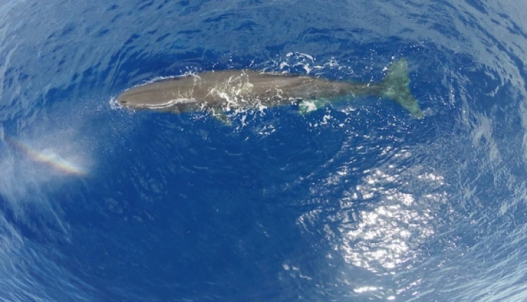 Diver Finds Sperm Whale Washed Ashore On Santorini