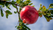 Pomegranate And Onion: A Greek New Year's Lucky Charms