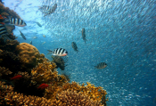 A Diver&#039;s Paradise - The Underwater Museum Of Alonnisos