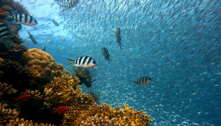 A Diver's Paradise - The Underwater Museum Of Alonnisos