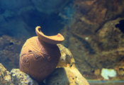 Cyprus Launches First Underwater Archaeological Park At Ancient Port