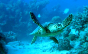 A Hopeful Comeback For Endangered Sea Turtles &amp; Seals In Greece