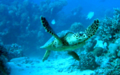 A Hopeful Comeback For Endangered Sea Turtles & Seals In Greece