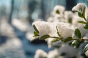 Several Schools In Attica Will Remain Closed Due To Heavy Snowfall