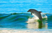 Large Pod Of Dolphins Enjoy The Crystal Clear Waters Of Greece