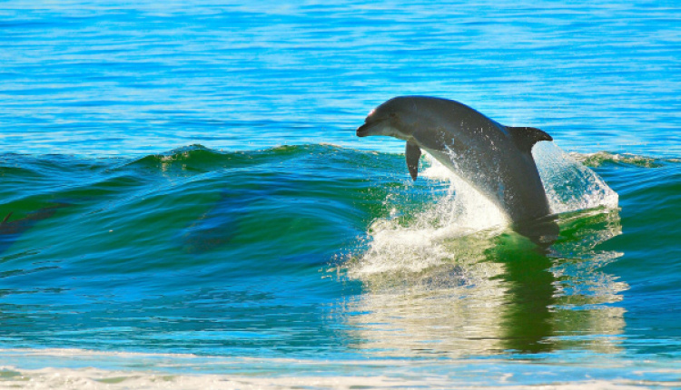 Large Pod Of Dolphins Enjoy The Crystal Clear Waters Of Greece