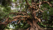 ERGOSE Saves Hundreds Of Centuries-Old Olive Trees