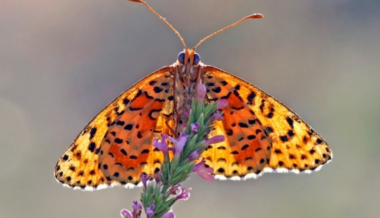 Two “Must Visit” Wildlife Destinations In Greece