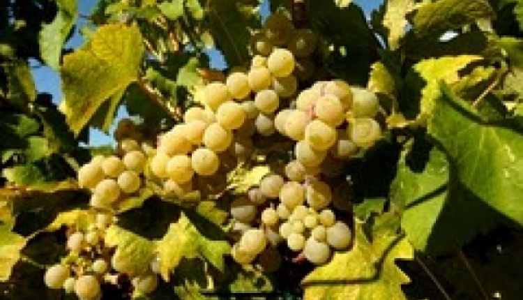 Greek Sparkling Wines – A Champagne Alternative