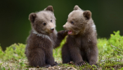 Abandoned Bear Cubs Prepare For Life In The Wild