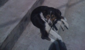 Caring For The Animals Of Athens