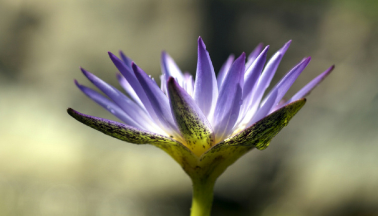 Wellness Retreats Greece Powers Wellness On XpatAthens!