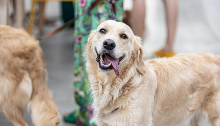 Endless Fun At The Kypseli Market