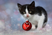 A Holiday Gift Offered To You By A Sweet Black & White Kitten