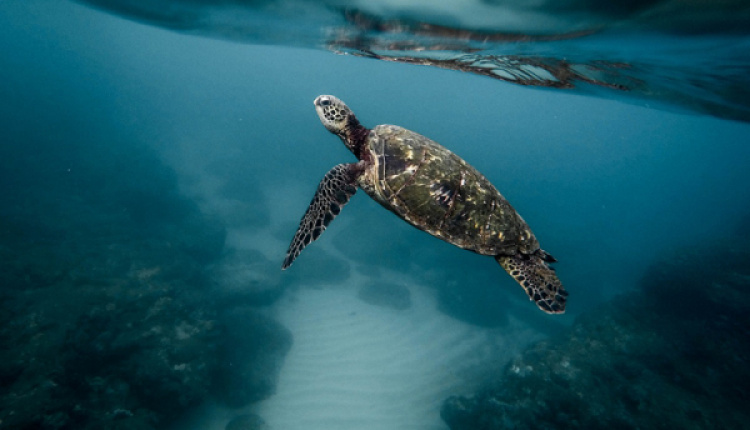 Saving A Sea Turtle In Crete