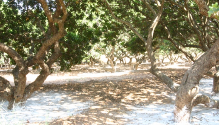 Chios: Mastic Villages