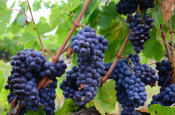 4 Vineyards To Explore In Athens