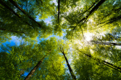 New Framework For EU Forest Monitoring & Strategic Plans