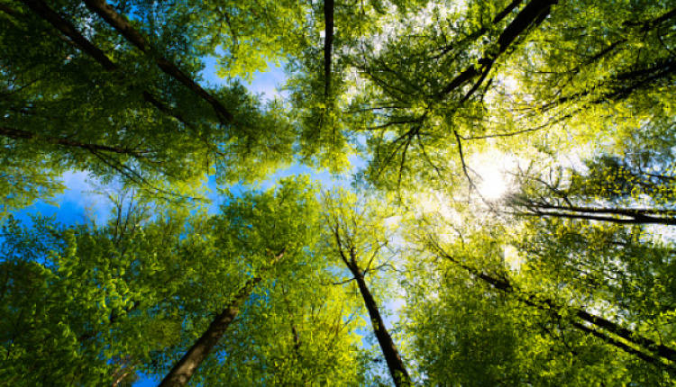 New Framework For EU Forest Monitoring & Strategic Plans