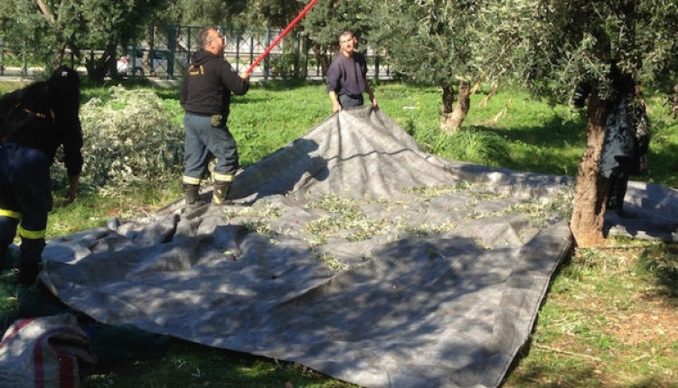 Greek Volunteers Harvest Olives For Fellow Residents In Need