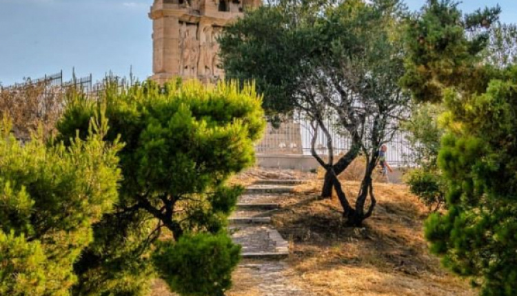June 25 - Olive Oil: Greece's Liquid Gold