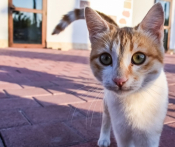 Chasing Cats All Over Athens