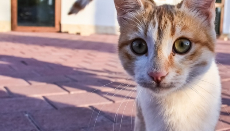 Chasing Cats All Over Athens