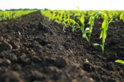 EU Commission Consults Citizens & Stakeholders On Possible New Soil Health Law