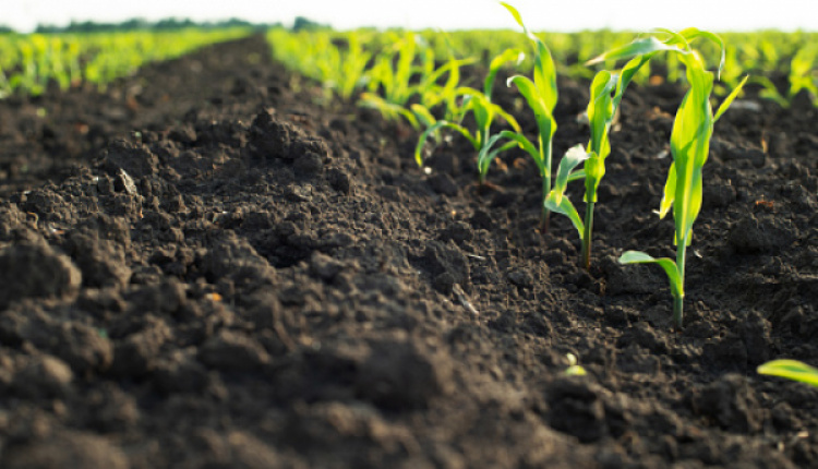 EU Commission Consults Citizens & Stakeholders On Possible New Soil Health Law