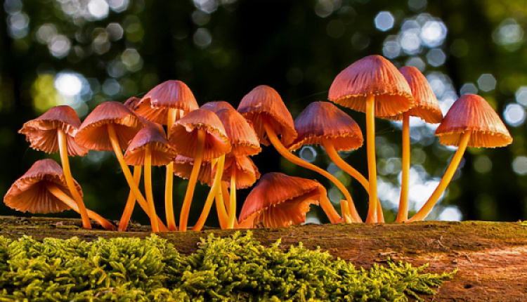 Grevena, The Mushroom Capital Of Greece