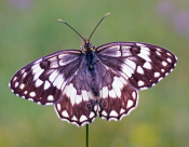 The Wildlife Of Greece