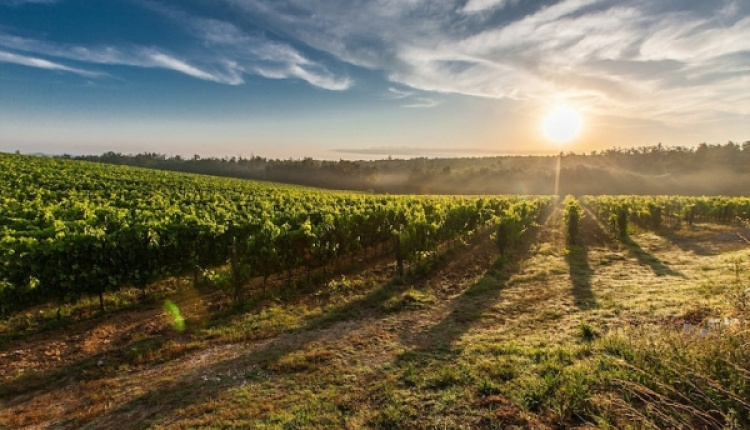 Greek Wines, Vines And Vineyards Of Athens And Attica