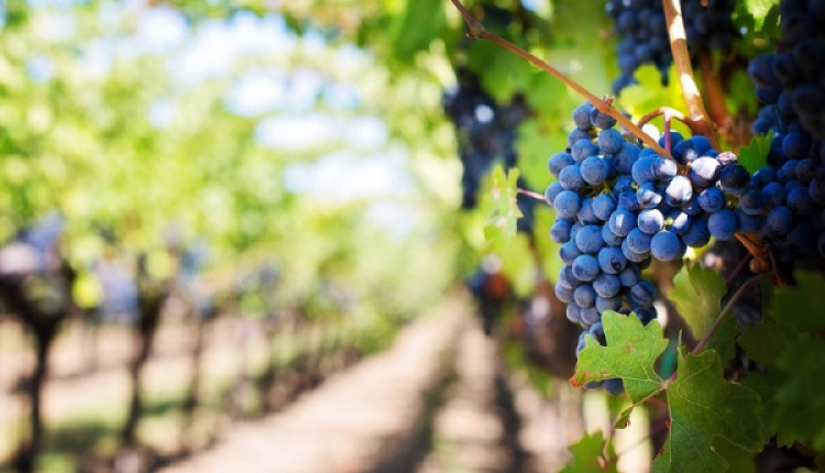 Two Greek Vineyards Among The Best In The World