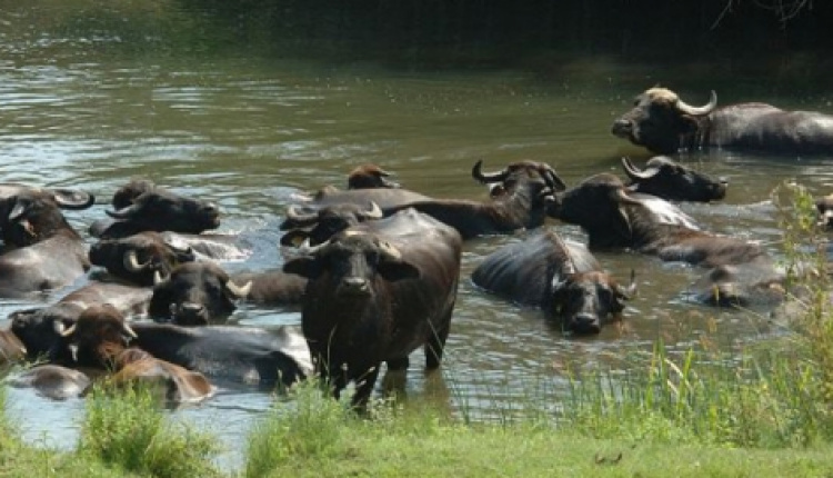 Water Buffalo Farming A Gold Mine For Greece