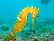 A Unique Colony Of Seahorses In Greece