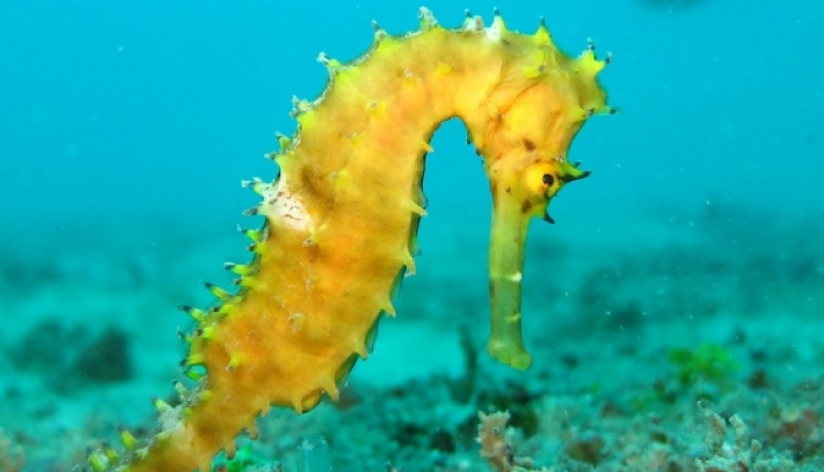 A Unique Colony Of Seahorses In Greece