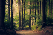The Enchanting Beauty Of Greece's Aesthetic Forests